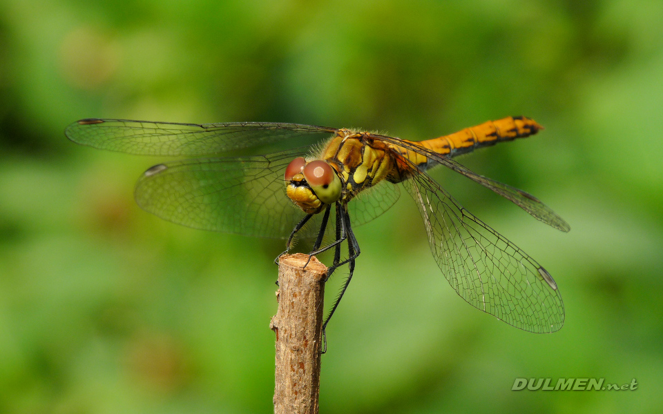 Rudy Darter (Male, Sympetrum sanguineum)